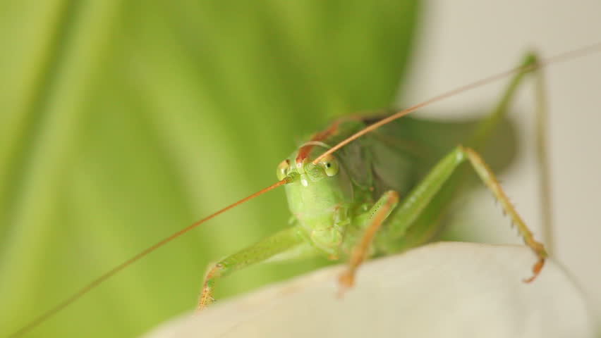 Close up of green grasshopper