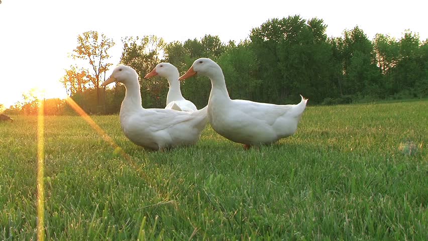 Curious Ducks
