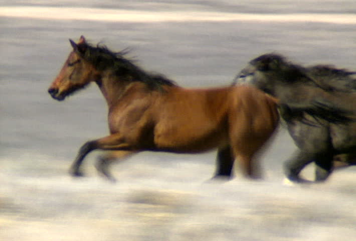 A herd of wild horses gallop across the foothills near Reno, Nevada.
