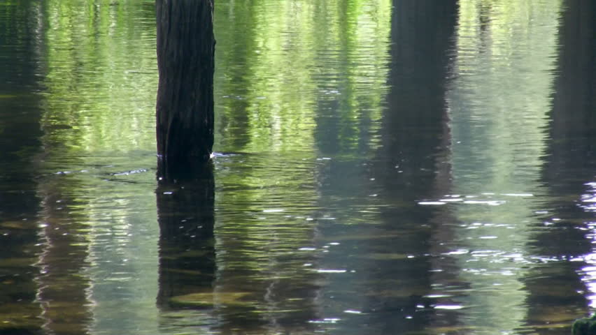 Reflexion in river. 