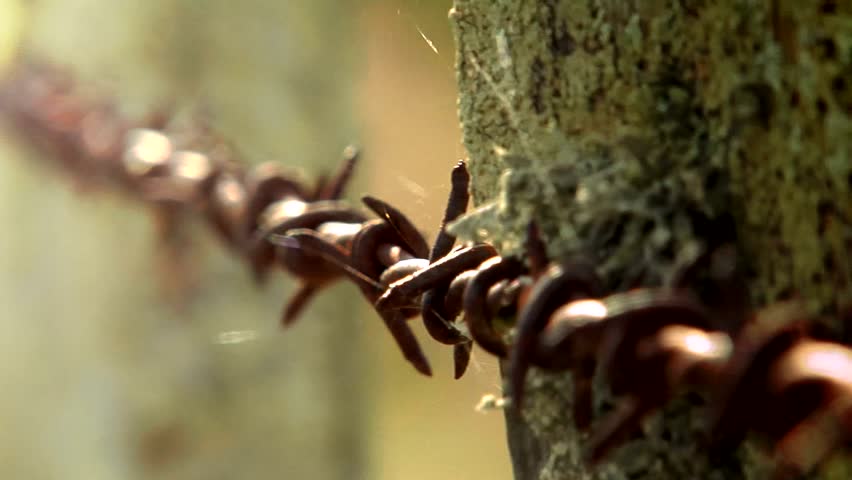 Old barb wire fence Clip 6