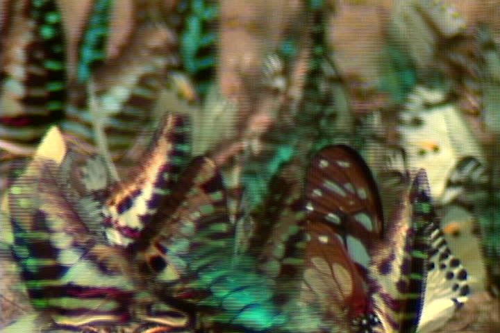 A group of fluttering African butterflies.