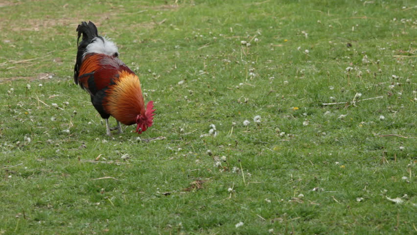 Rooster