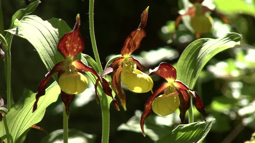 ladyÃÂ´s-slipper and bee