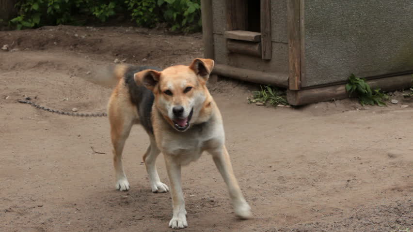 Barking Dog 