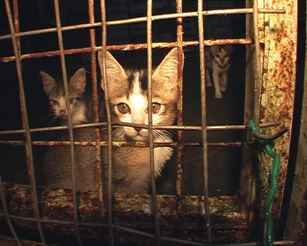 Shelter Kittens