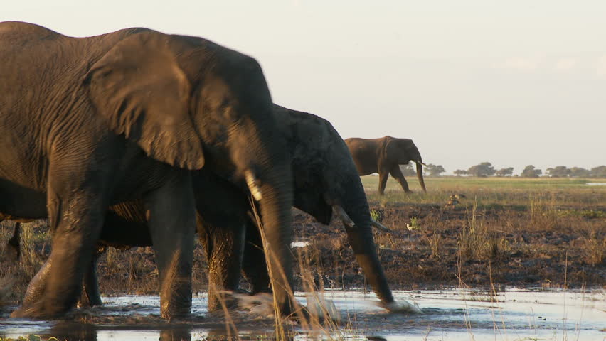 An african elephant wades into the river always alert for danger by using its trunk to sense any threat