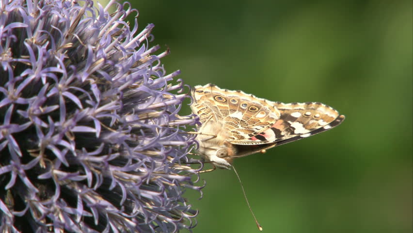 Painted Lady butterfly with closed wings is suckling nectar by proboscis from violet flower.