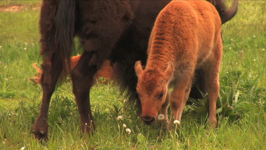 1113 Bison Grazing Ranch Land with Calves. Buffalo & lush spring field grasses. Great for themes of domesticated animals, ranching, food production, nature, American culture, seasonal, animal babies.