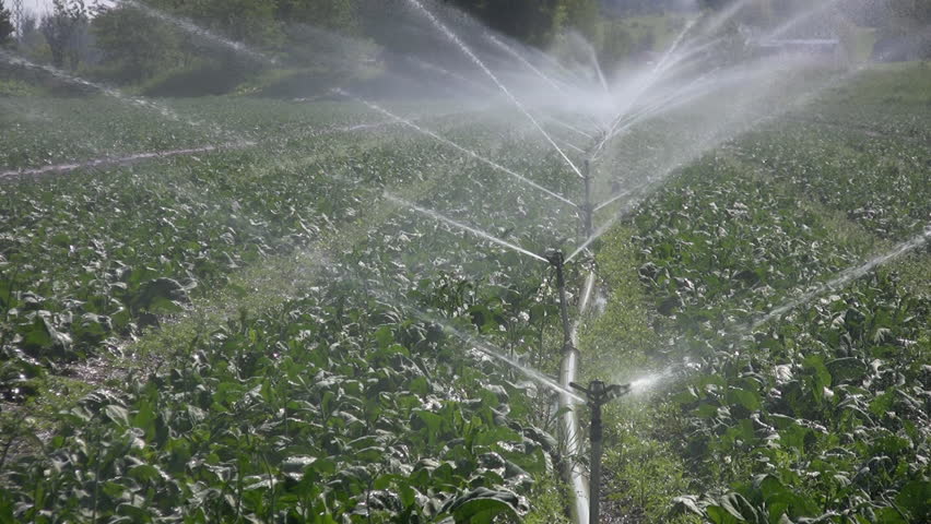 Sprinklers irrigate crops. Three different shots. Holland Marsh, Ontario, Canada.