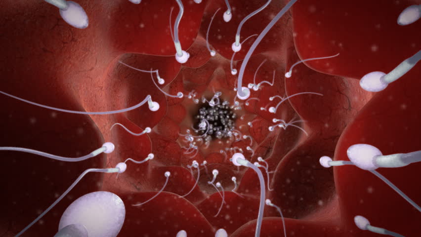 Group of sperms race in competition		 