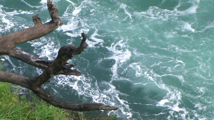 Ecology. Dead tree and vivid water.