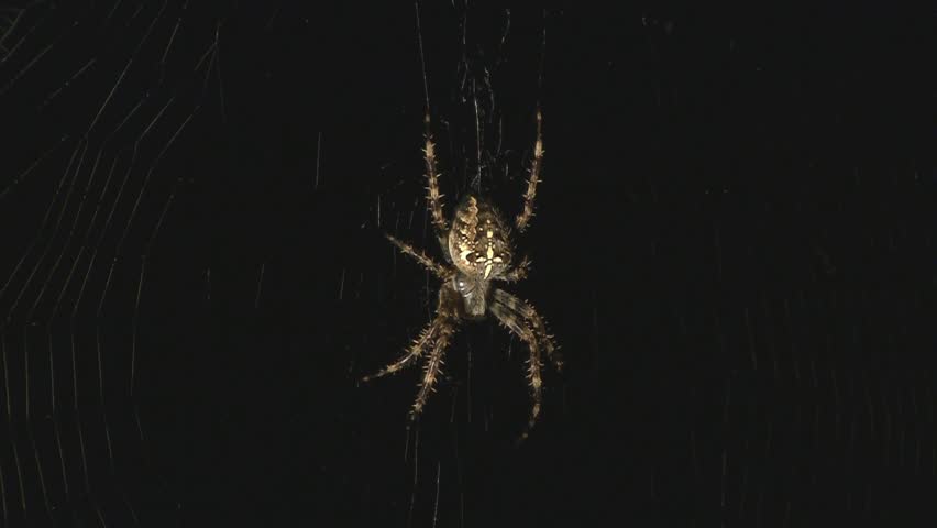 Spider in web