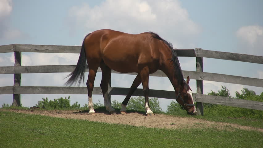 Brown horse grazes. Small bird perched nearby on fence. Ontario, Canada.
