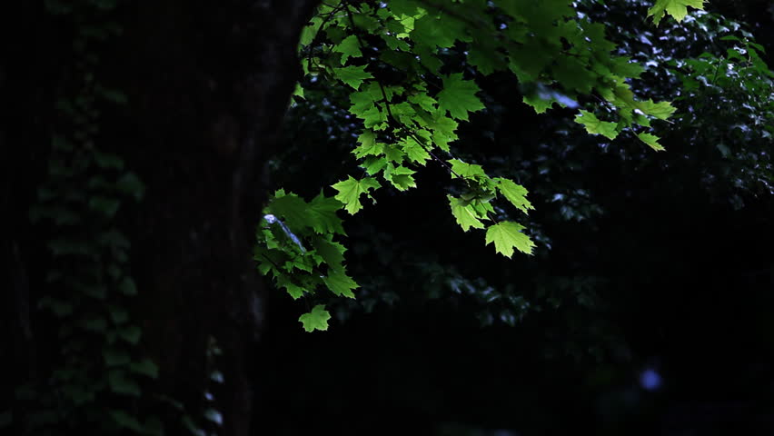 Rainy day with wind shaking tree