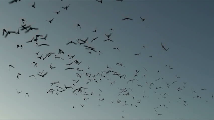 Mexican free tail bats fill early evening sky. 1920x1080
