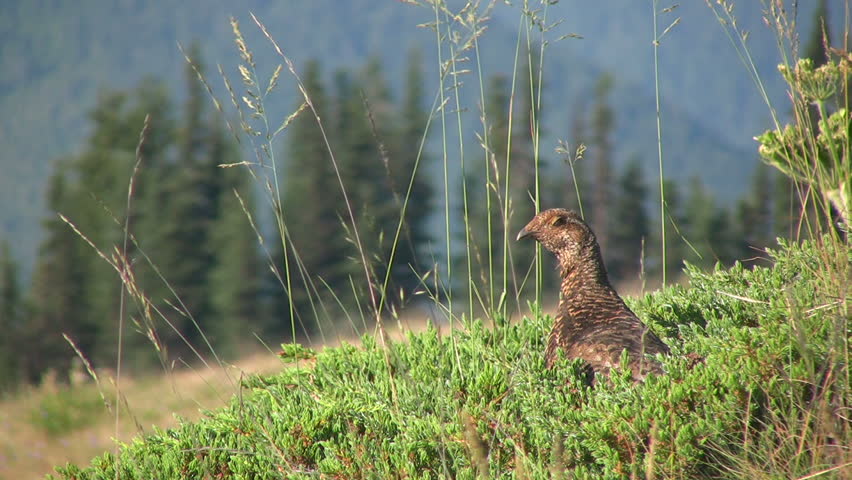 HD 1080i shot of a Grouse in the Olympic Mountains.