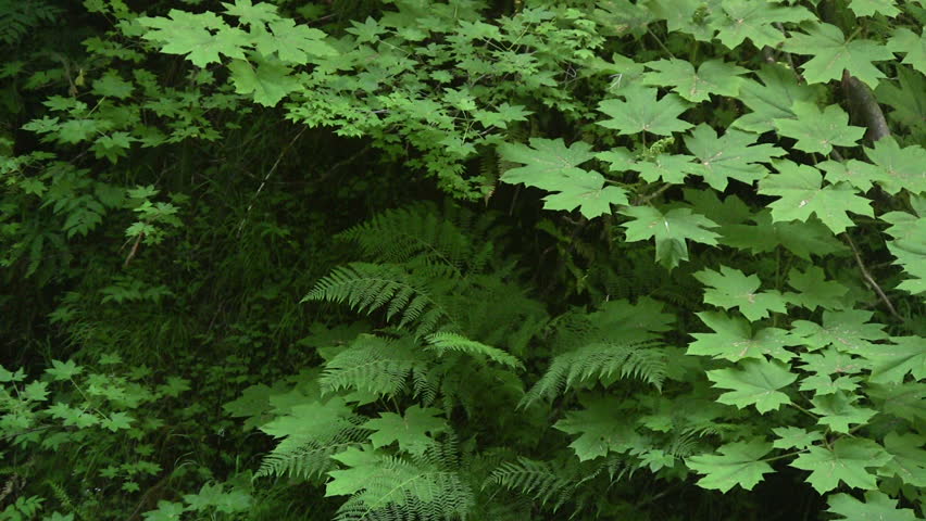 HD 1080i shot of lush green foliage on the floor of a rain forest.
