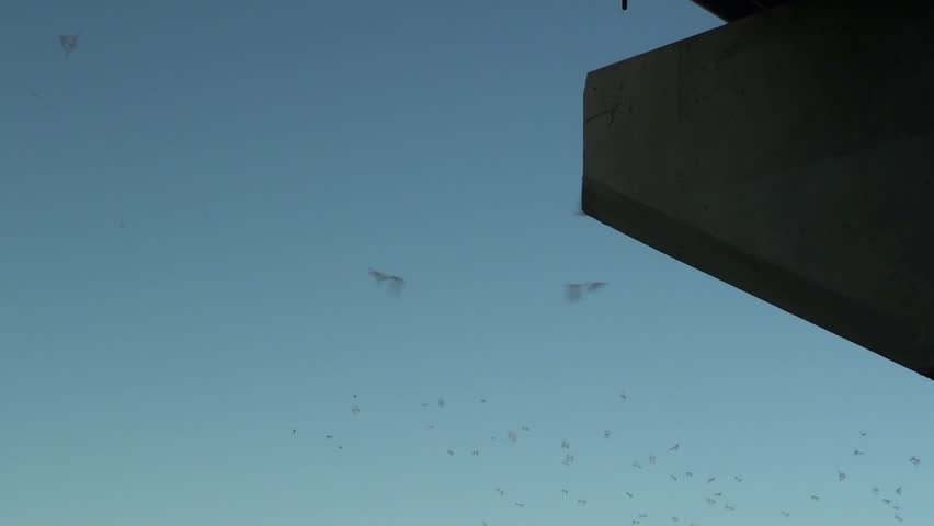 Bats fly from bridge to begin nocturnal feeding. 1920x1080