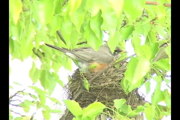 mother robin sitting in nest with eggs