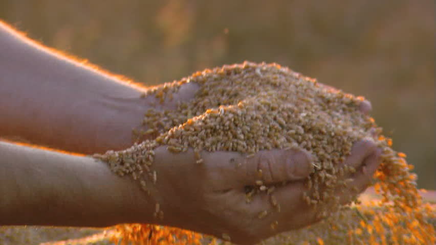 Man hands with wheat