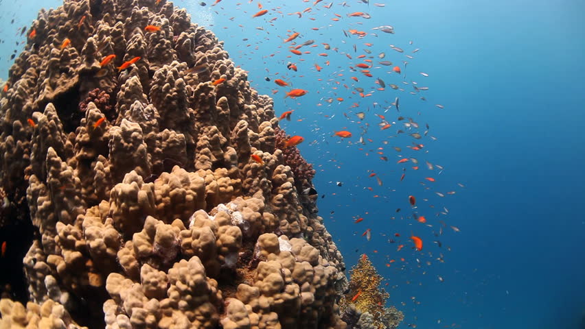 orange reef fish with corals and diver