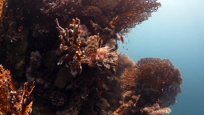 two red lion fish on reef
