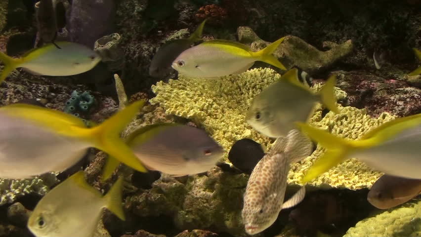 yellow tail fish