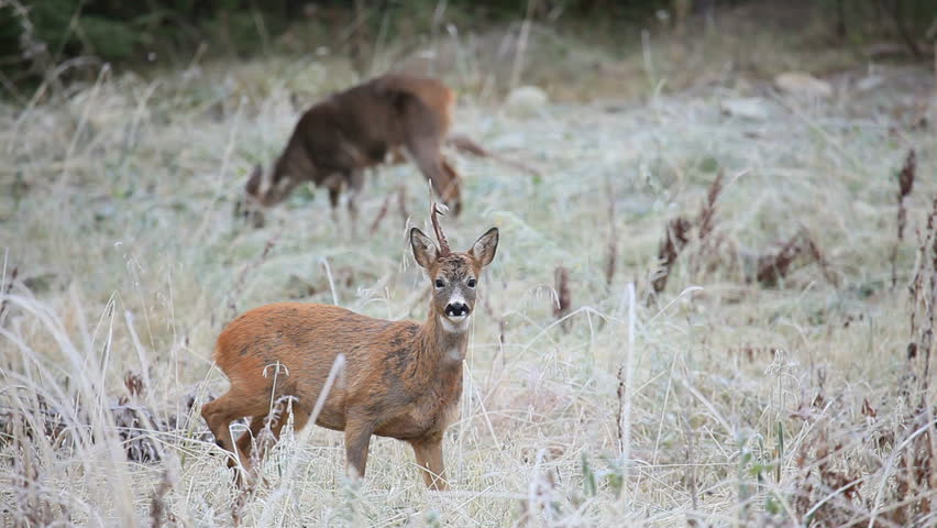 roe deer