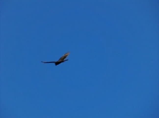High Speed Camera : Golden Eagle 01 Flying