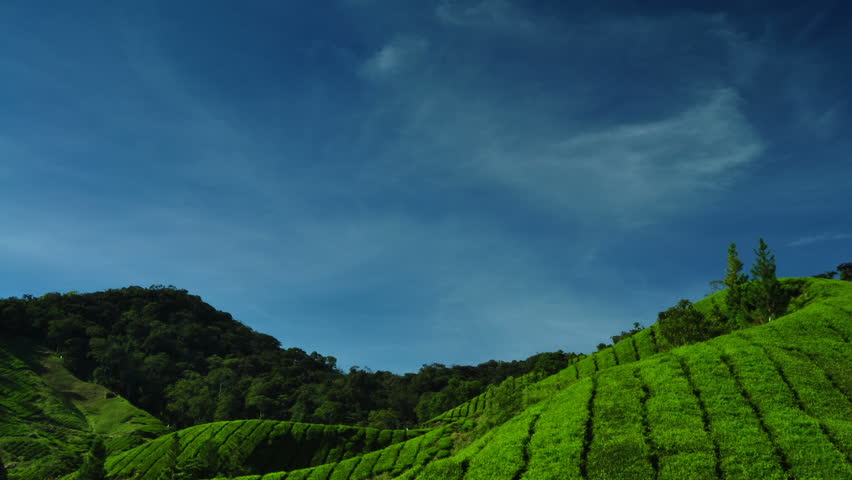 Tea Plantations at Cameron Highlands Malaysia. 