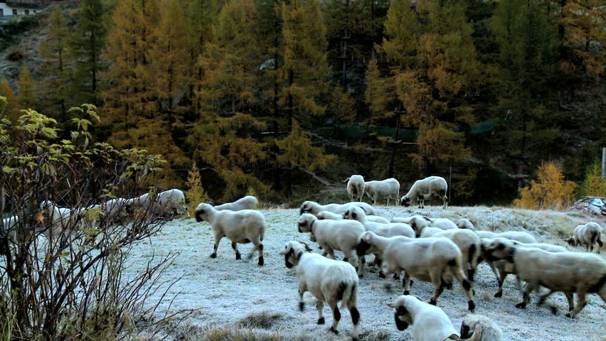 Alpine sheep in snow covered meadow 