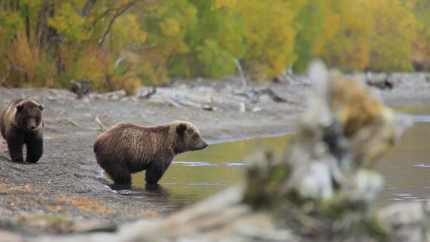 Two small bears search for fish