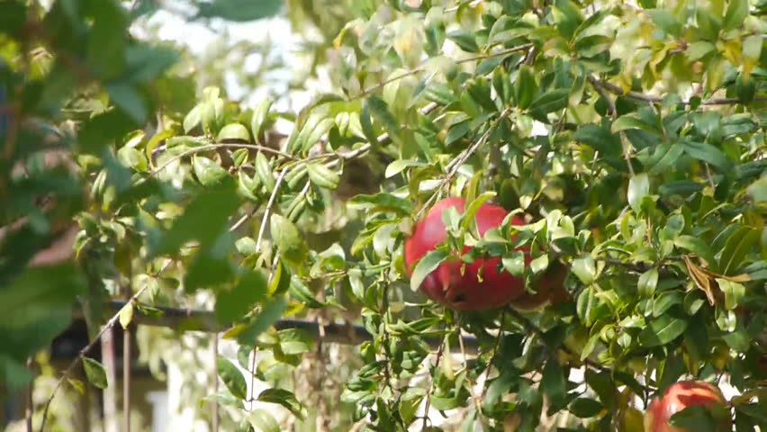 Farmer gathers harvest / horticulture / agriculture / cultivation / crop  picking pomegranate apple  