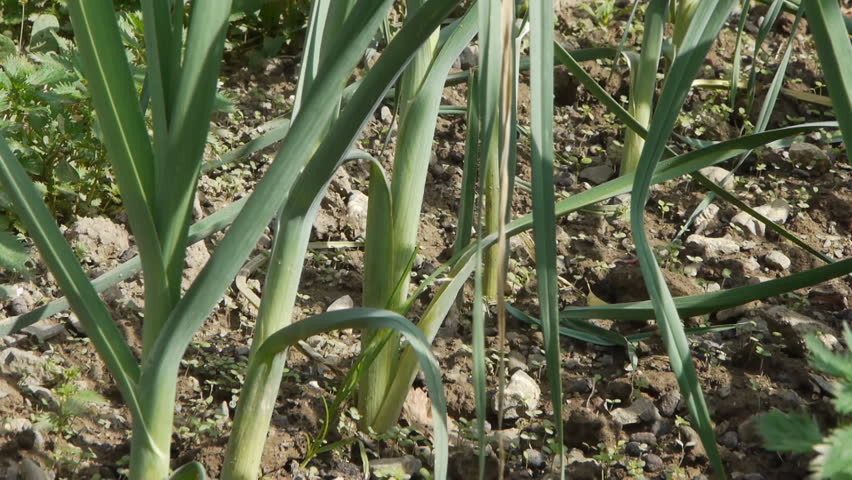 Organic fresh vegetables in the soil / onion 