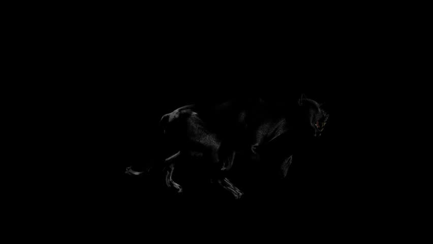 Jump of Wild Black Panther in time-warp.