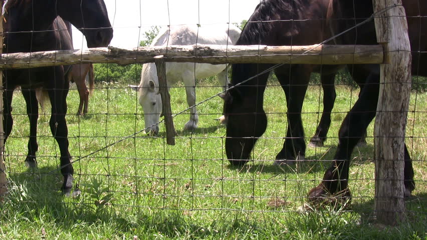 Group of Horses eating grass