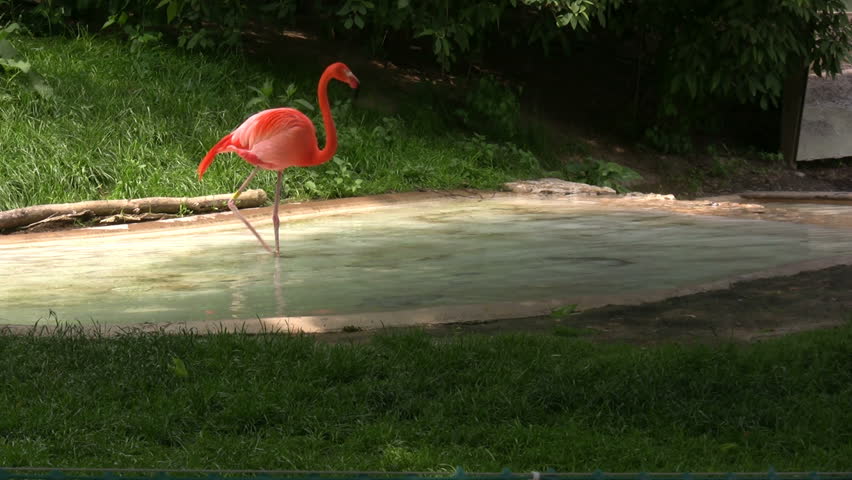 Flamingo dragging beak across Water