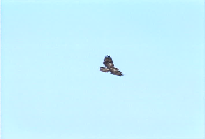 A hawk soars and circles in the blue sky.