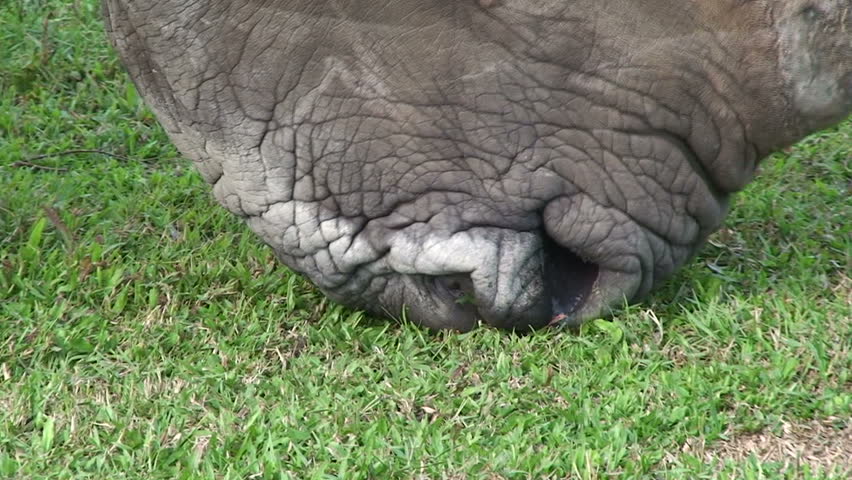 Rhino Grazing