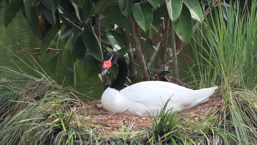 Includes two shots. A black-necked swan sits on its nest in Florida
