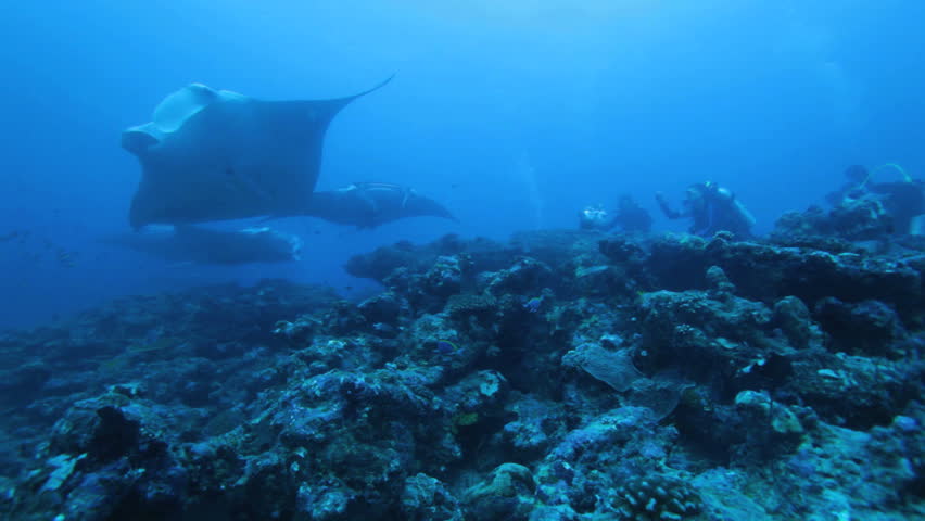 Mantas (Manta birostris), Maldives