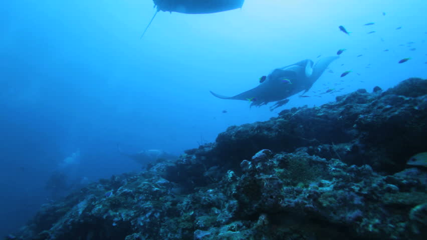 Mantas (Manta birostris), Maldives