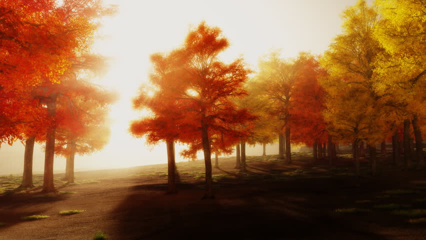 Sunshine Autumn Park Red Trees Afternoon