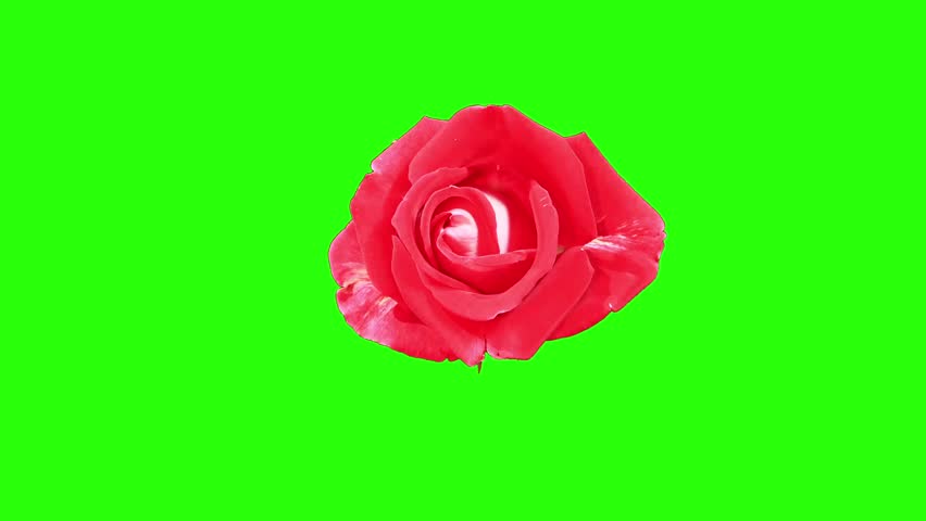 Latin rose