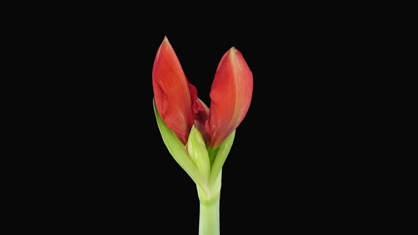 Time-lapse opening "Red Lion" amaryllis Christmas flower 