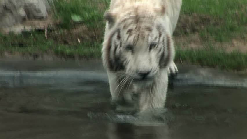 White Tiger walking and bathing