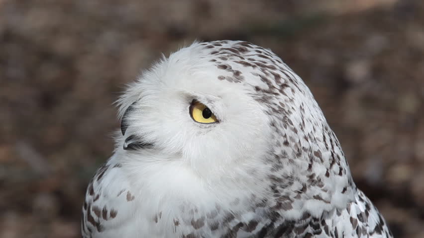 HD footage of a beautiful Snowy owl (Bubo scandiacus) in nature