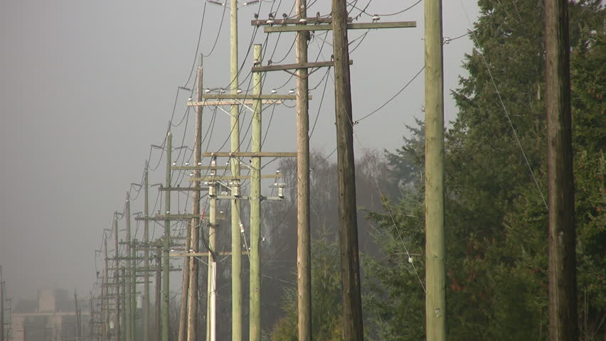 Line of telephone poles on a misty, sunny morning. Crows take flight. Vancouver, BC, Canada.