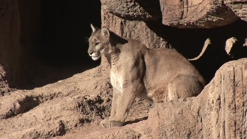 Cougar laying down